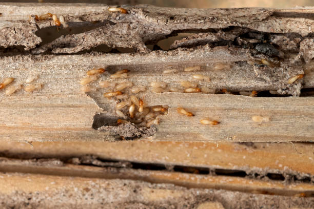 Best Best Pest Control Near Me  in Garrison, MD