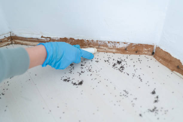 Insect Control in Garrison, MD